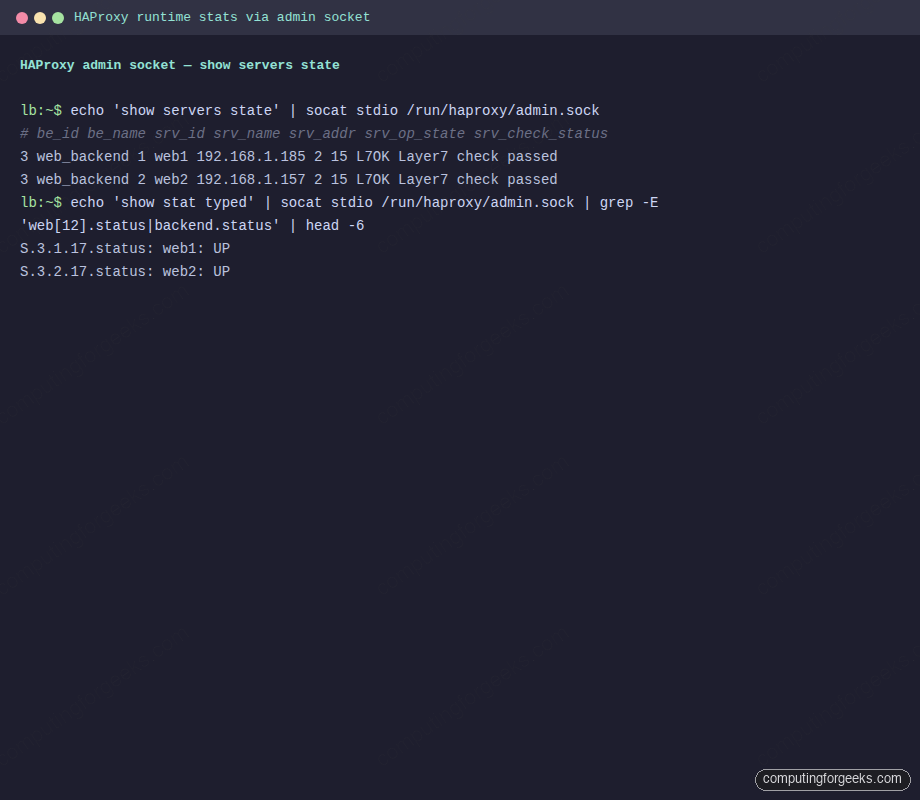 HAProxy admin socket show servers state and show stat output on Ubuntu 26.04